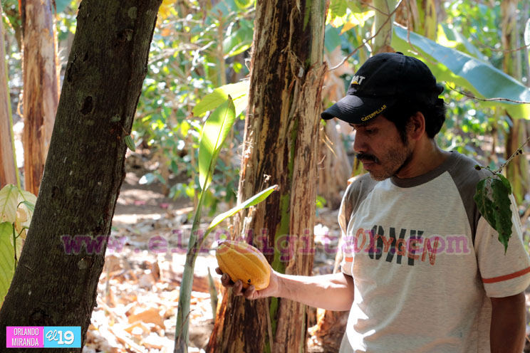 Pacayita: Uno de los cacaos m&aacute;s exquisitos de Nicaragua